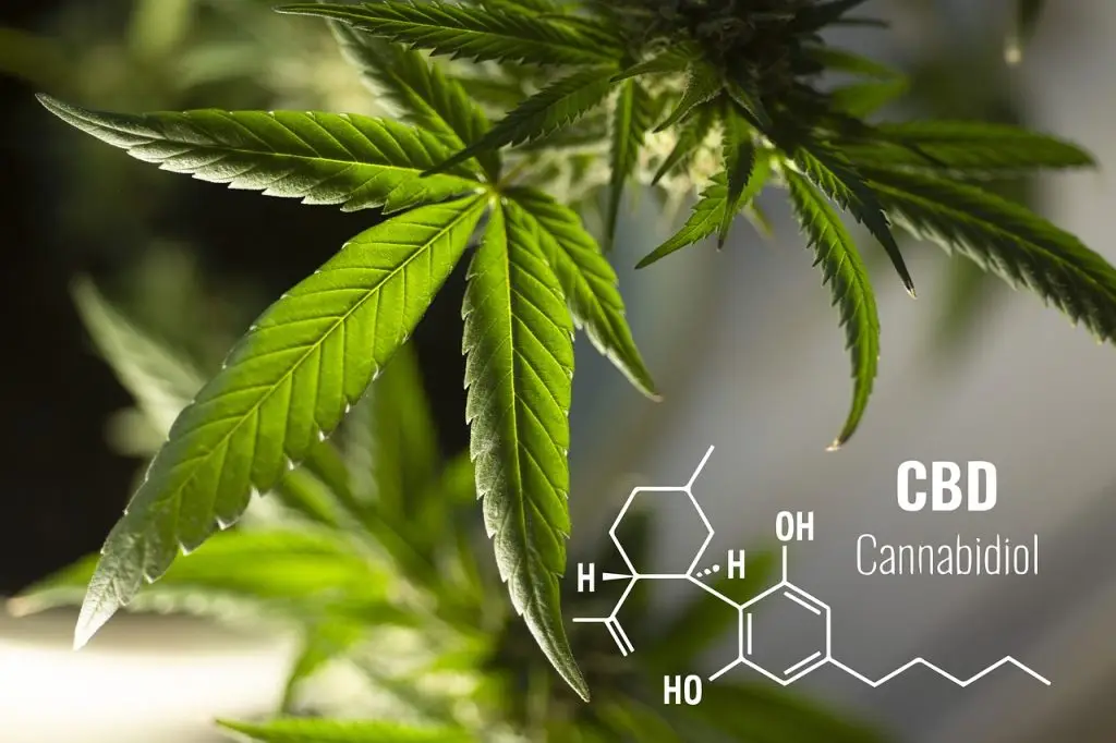 leaves, cannabis, plant-5424615.jpg