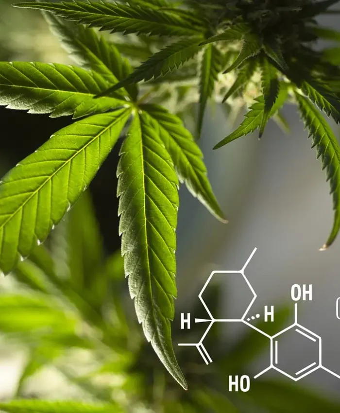 leaves, cannabis, plant-5424615.jpg
